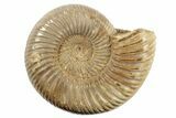 1 3/4" Polished Perisphinctes Ammonite Fossils - Madagascar - Photo 4